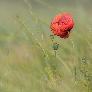 Cerknica - Poppy